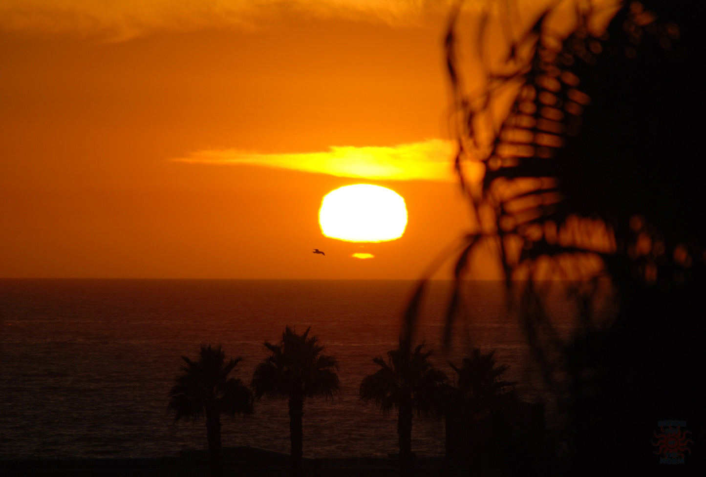 Redondo Beach Sunset in the Palms