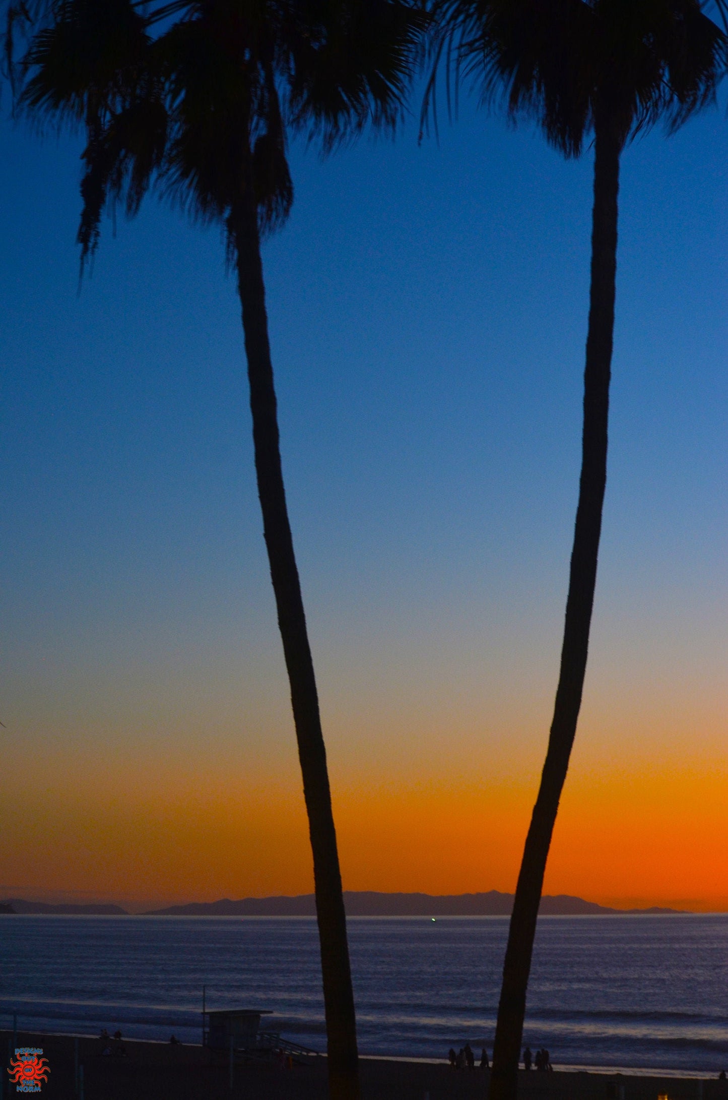 Catalina Between Palm Trees - Manhattan Beach, CA