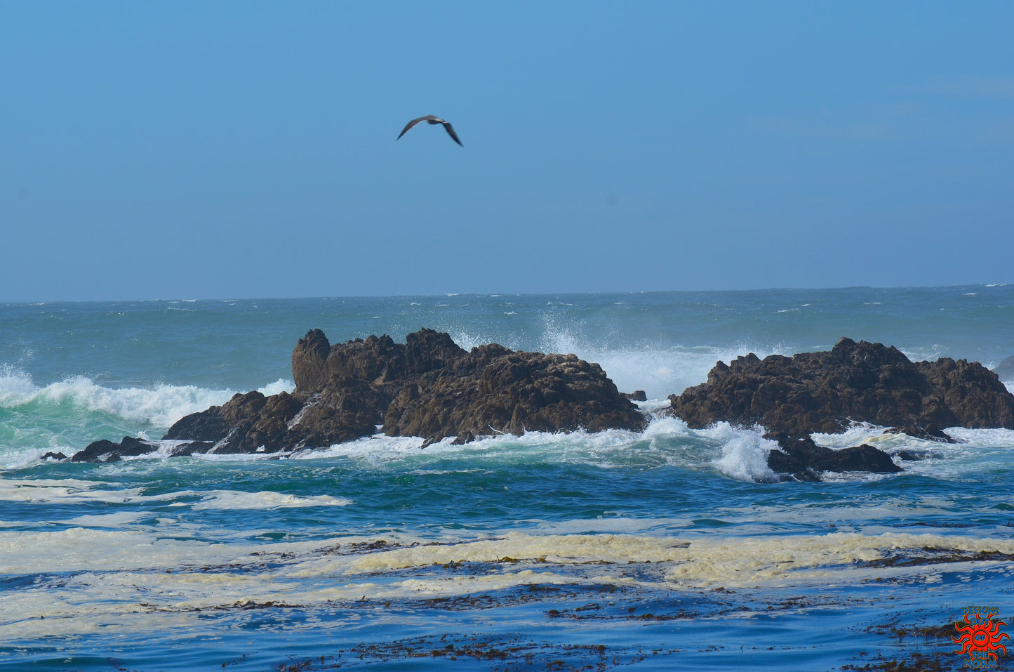 Monterey Sea Gull