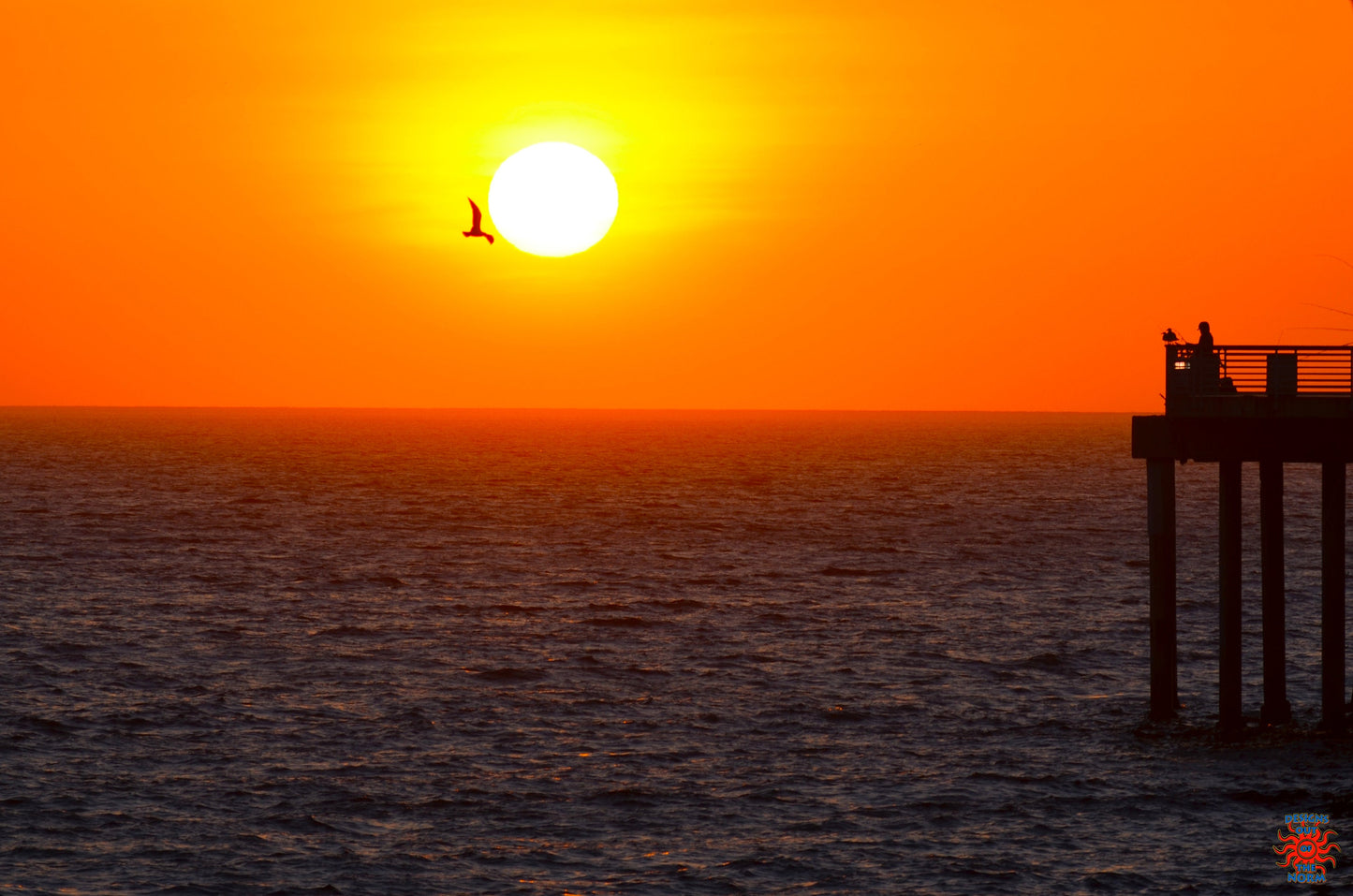 Seagull in the Sun